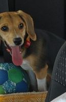 Beagle Puppies for sale in Pensacola, FL, USA. price: NA