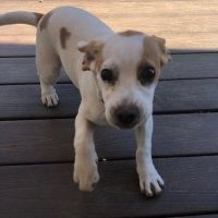 Beagle Puppies for sale in Sacramento, CA 95899, USA. price: NA