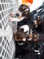 Beagle Puppies for sale in Paw Paw, MI 49079, USA. price: NA