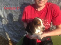 Beagle Puppies for sale in Pomeroy, OH, USA. price: NA