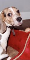 Beagle Puppies for sale in Franklin Square, NY, USA. price: NA