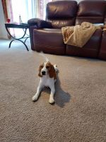 Beagle Puppies for sale in Fairmont, WV 26554, USA. price: NA