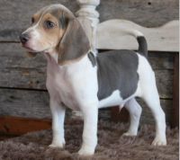 Beagle Puppies for sale in Argyle, TX 76226, USA. price: NA