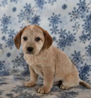 Beagle Puppies for sale in Beaver County, PA, USA. price: NA