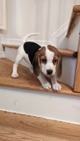 Beagle Puppies for sale in Staten Island, NY 10312, USA. price: NA