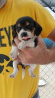 Beagle Puppies for sale in Keosauqua, IA 52565, USA. price: NA