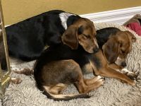 Beagle Puppies for sale in Holland, OH 43528, USA. price: NA