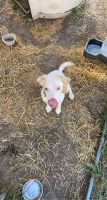 Beagle Puppies for sale in 7800 Irwin Rd, Raytown, MO 64138, USA. price: NA