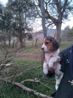 Beagle Puppies for sale in TN-93, Kingsport, TN, USA. price: NA
