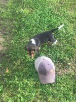 Beagle Puppies for sale in Marion, LA 71260, USA. price: NA