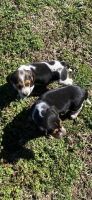 Beagle Puppies for sale in Scottsboro, AL, USA. price: NA