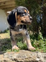 Beagle Puppies for sale in Columbia, TN 38401, USA. price: NA