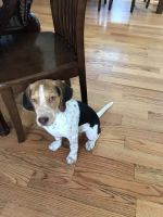 Beagle Puppies for sale in Flushing, Queens, NY, USA. price: NA