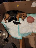Beagle Puppies for sale in Seymour, CT, USA. price: NA