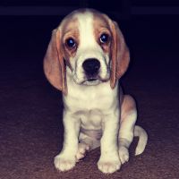 Beagle Puppies for sale in Daytona Beach, FL, USA. price: NA