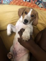 Beagle Puppies for sale in East Point, GA 30344, USA. price: NA