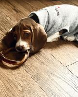 Beagle Puppies for sale in Durham County, NC, USA. price: NA
