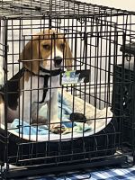 Beagle Puppies for sale in Goodyear, AZ, USA. price: NA