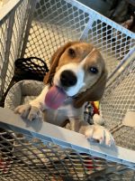 Beagle Puppies for sale in Goodyear, AZ 85395, USA. price: NA