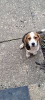 Beagle Puppies for sale in Fairfield, OH, USA. price: NA