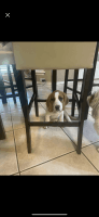 Beagle Puppies for sale in Houston, TX 77047, USA. price: NA