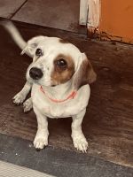 Beagle Puppies for sale in Apopka, FL 32703, USA. price: NA