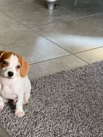 Beagle Puppies for sale in North Las Vegas, NV, USA. price: NA