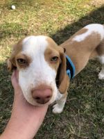 Beagle Puppies for sale in Kansas City, MO 64119, USA. price: NA
