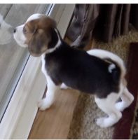 Beagle Puppies for sale in Woodland Hills, Los Angeles, CA, USA. price: NA