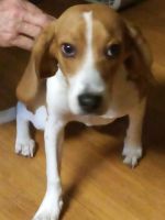 Beagle Puppies for sale in Hernando, FL, USA. price: NA
