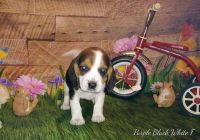 Beagle Puppies for sale in Bonners Ferry, ID 83805, USA. price: NA