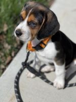 Beagle Puppies for sale in Pittsburgh, PA, USA. price: NA