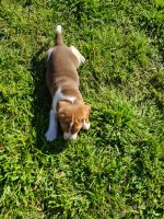 Beagle Puppies for sale in Smithville, TX 78957, USA. price: NA