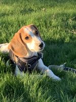 Beagle Puppies for sale in Litchfield Park, AZ, USA. price: NA