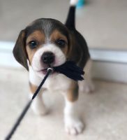 Beagle Puppies for sale in Toronto Rd, Springfield, IL, USA. price: NA