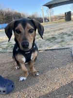 Beagle Puppies for sale in Killeen, TX, USA. price: NA