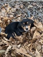 Beagle Puppies for sale in Cherry Valley, Leicester, MA 01611, USA. price: NA