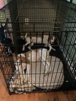 Beagle Puppies for sale in 11207 Bright Star Cir, Tallahassee, FL 32305, USA. price: NA