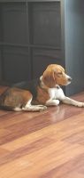 Beagle Puppies for sale in Tujunga, Los Angeles, CA, USA. price: NA