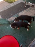 Beagle Puppies for sale in West Pittston, PA 18643, USA. price: NA