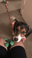 Beagle Puppies for sale in 6411 Quail St, Arvada, CO 80004, USA. price: NA