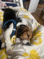 Beagle Puppies for sale in Forest Hills, NY 11375, USA. price: NA