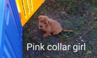Beagle Puppies for sale in Cocoa, FL, USA. price: NA