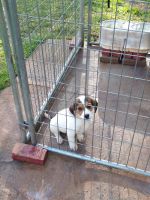 Beagle Puppies for sale in Chesnee, SC 29323, USA. price: NA