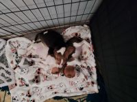 Beagle Puppies for sale in Riverside, CA, USA. price: NA