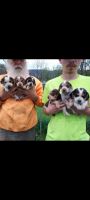 Beagle Puppies for sale in Huntingdon County, PA, USA. price: NA