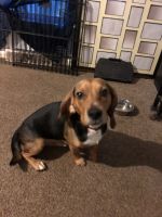 Beagle Puppies for sale in Gastonia, NC, USA. price: NA