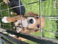 Beagle Puppies for sale in Wabash, IN 46992, USA. price: NA