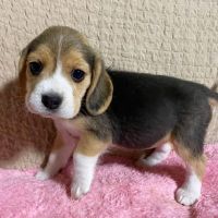 Beagle Puppies Photos
