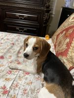 Beagle Puppies for sale in Woodland Hills, Los Angeles, CA, USA. price: NA